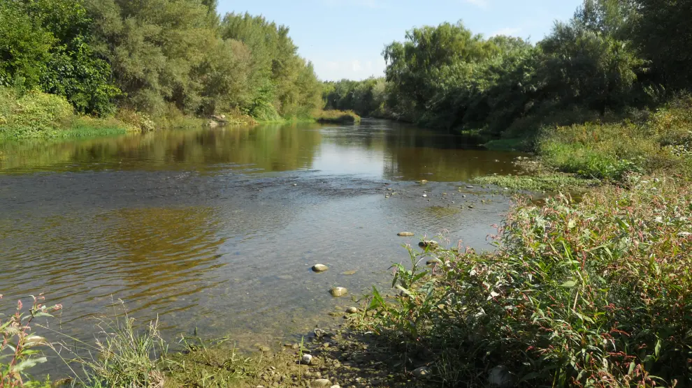 El río Gállego acercándose ya a su desembocadura en el Ebro
