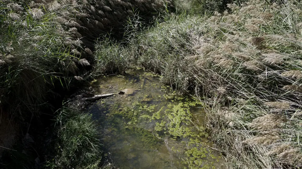 Agua contaminada, embalsada en la rambla del Baladín.