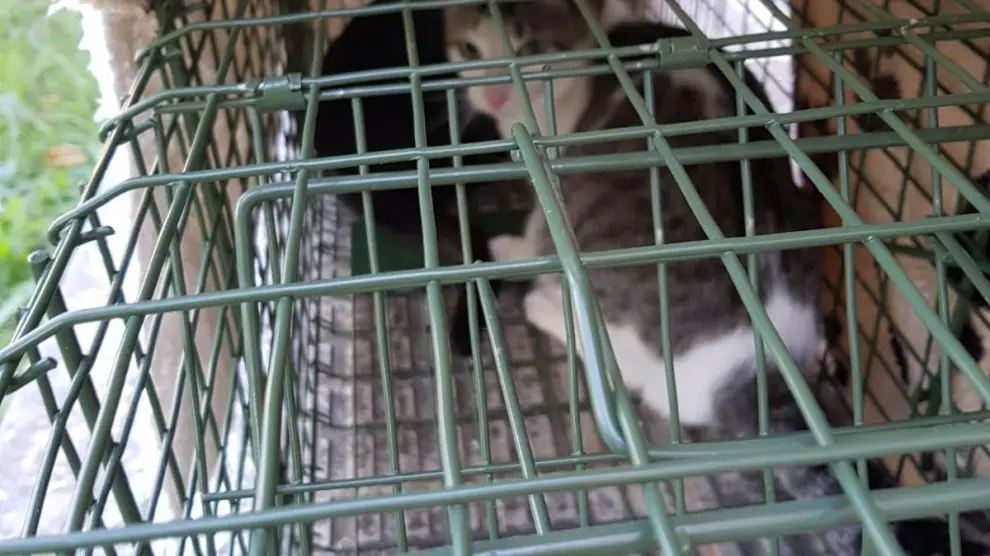Gato callejero capturado este viernes con una jaula en el colegio Labordeta.