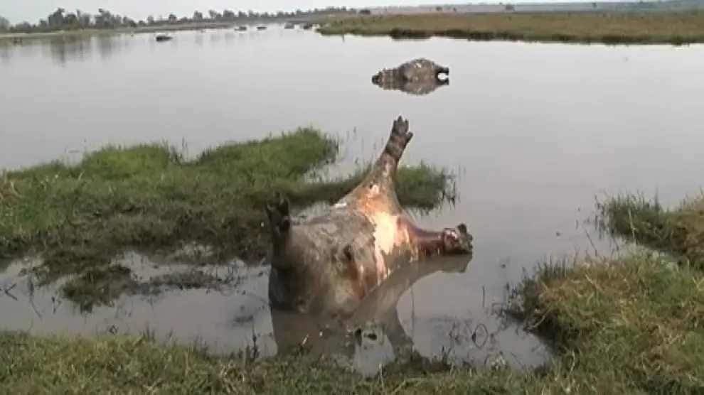 Los guardias del parque nacional de Bwabwata descubrieron decenas de cadáveres de hipopótamos en las aguas del río Kavango.