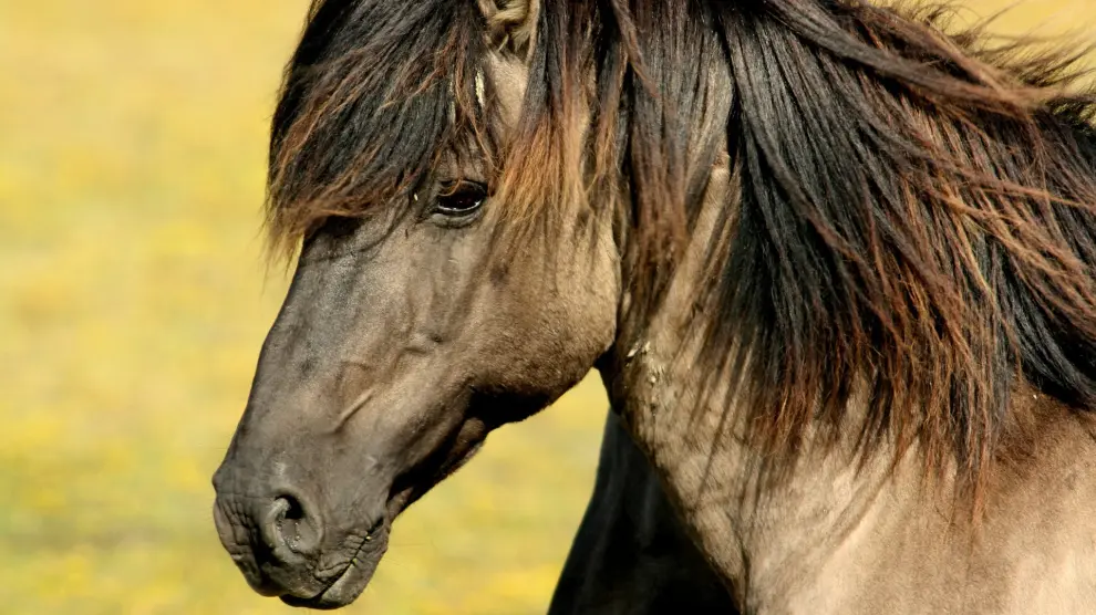 Imagen de archivo de un caballo.