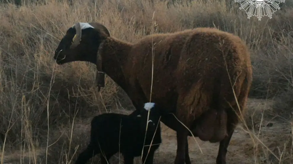 La oveja junto a su cordero recién nacido