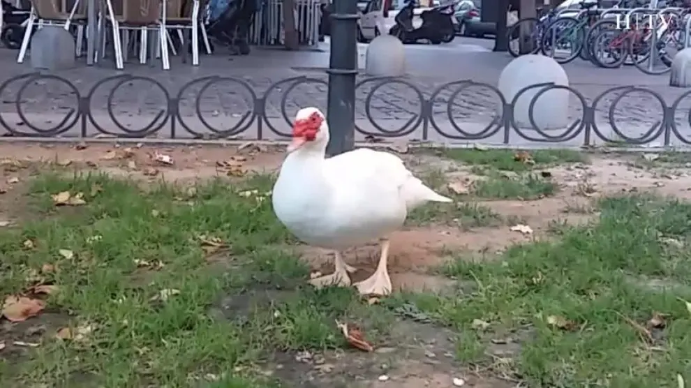 ¿Qué hace este pato en la plaza San Francisco?