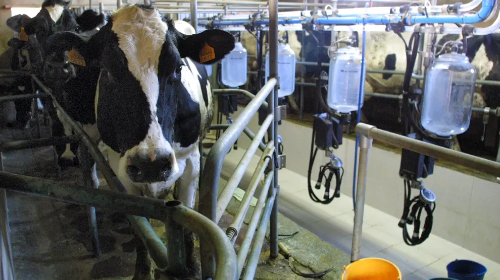 Imagen de archivo de una granja de vacas lecheras en Aragón