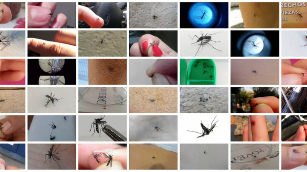 Fotos de mosquito tigre enviadas por ciudadanos
