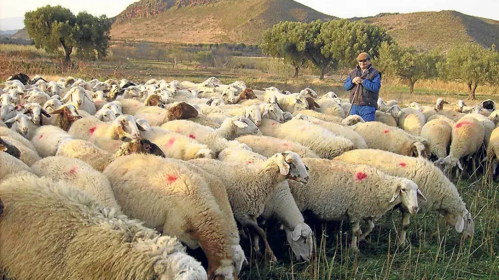 En la imagen,  Ernesto Galindo, padre de Luis Ernesto, vigila el rebaño de ovejas de la raza Assaf.