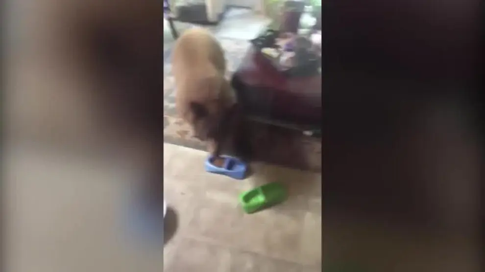 Un oso se cuela en una casa para comerse la comida del gato