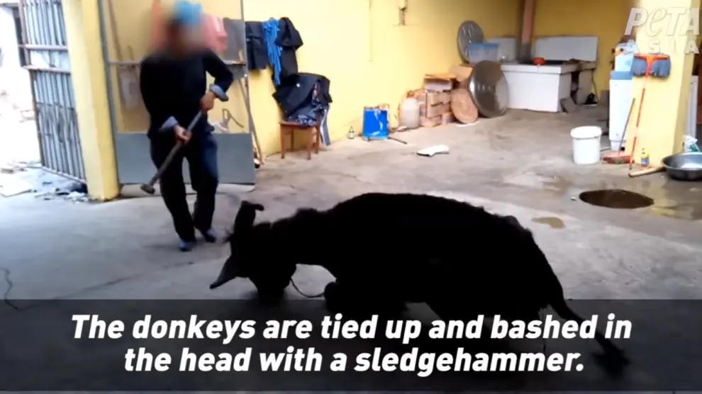 Imagen del vídeo de PETA en el que un hombre golpea con un martillo a un burro.