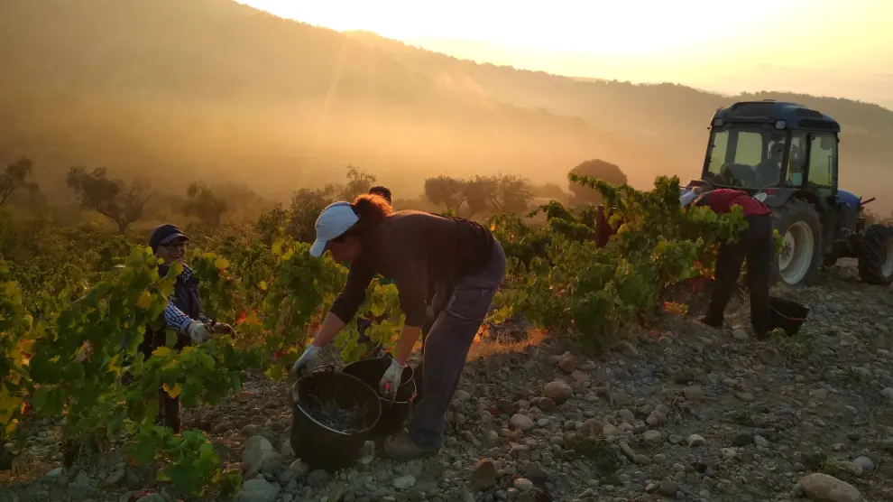 Las especiales características agroclimáticas y la diversidad del valle Secastilla propician que en esta tierra se elaboren vinos con una personalidad propia y diferenciada.