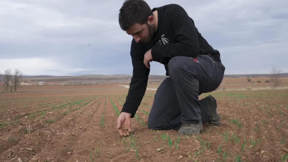 César Izquierdo, joven agricultor de El Pobo, muestra su campo, en el que no crece el trigo.