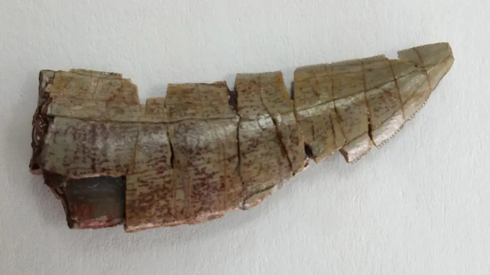 El diente de un carnívoro ha sido extraído en un yacimiento de la localidad turolense de El castellar