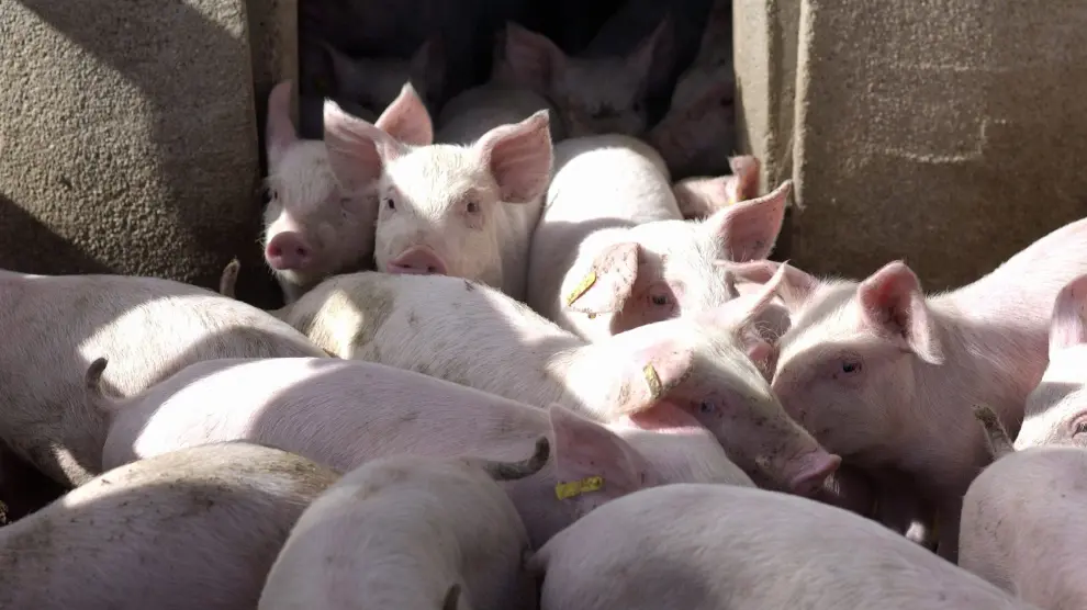 El sector porcino cuenta en España con 30,1 millones de cerdos.