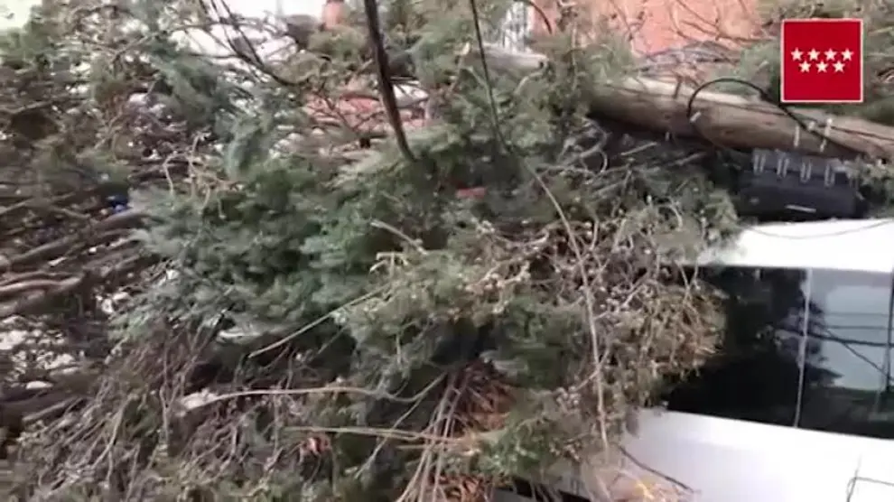 Bomberos retiran un árbol caído en Pozuelo (Madrid)