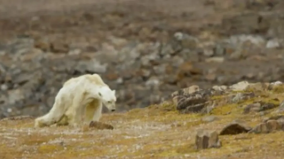 Impactantes imágenes de un oso polar famélico en busca de comida