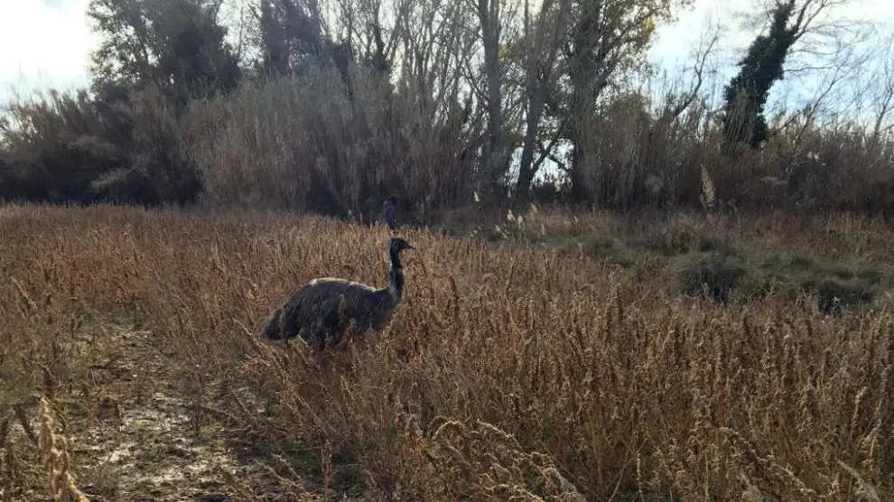 El emu huyó por los campos cercanos a la granja escuela de donde fue robado.