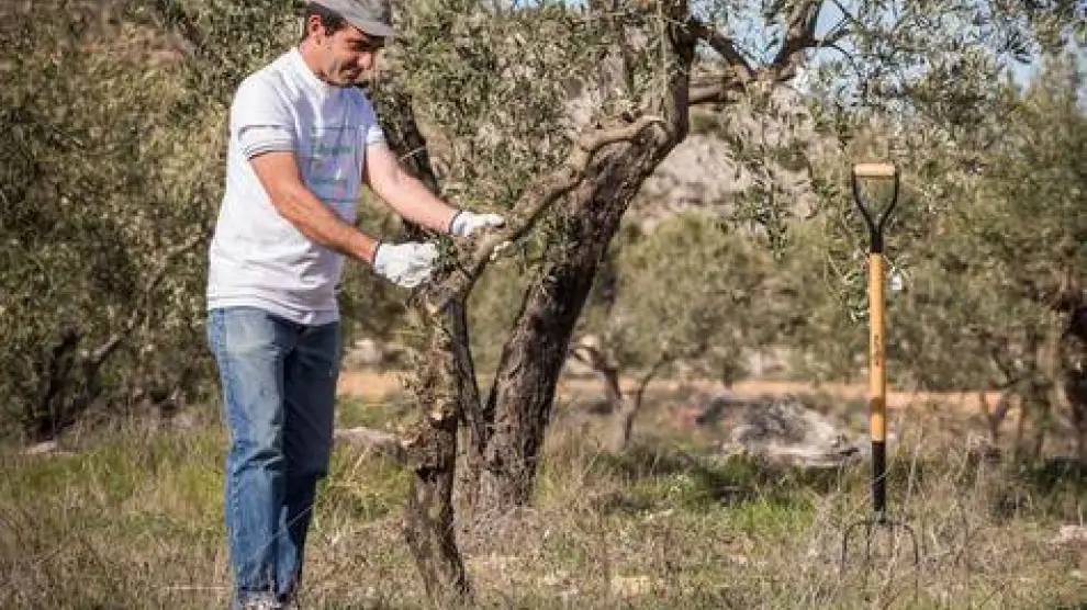 Apadrina un olivo es una de las experiencias propuestas como regalo.