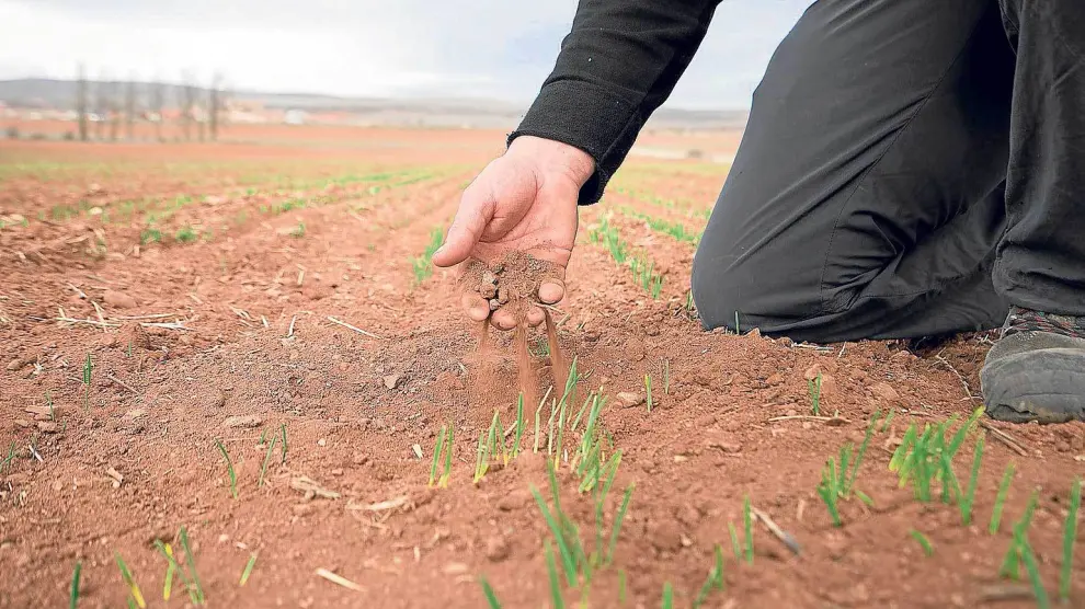 Un campo de cereal en El Pobo (Teruel), en el que la falta de lluvia ha impedido la nascencia de la producción.