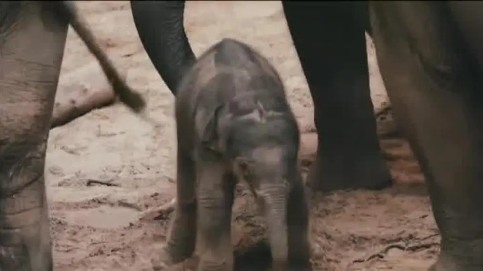 Nace una cría de elefante en un zoo de Bélgica