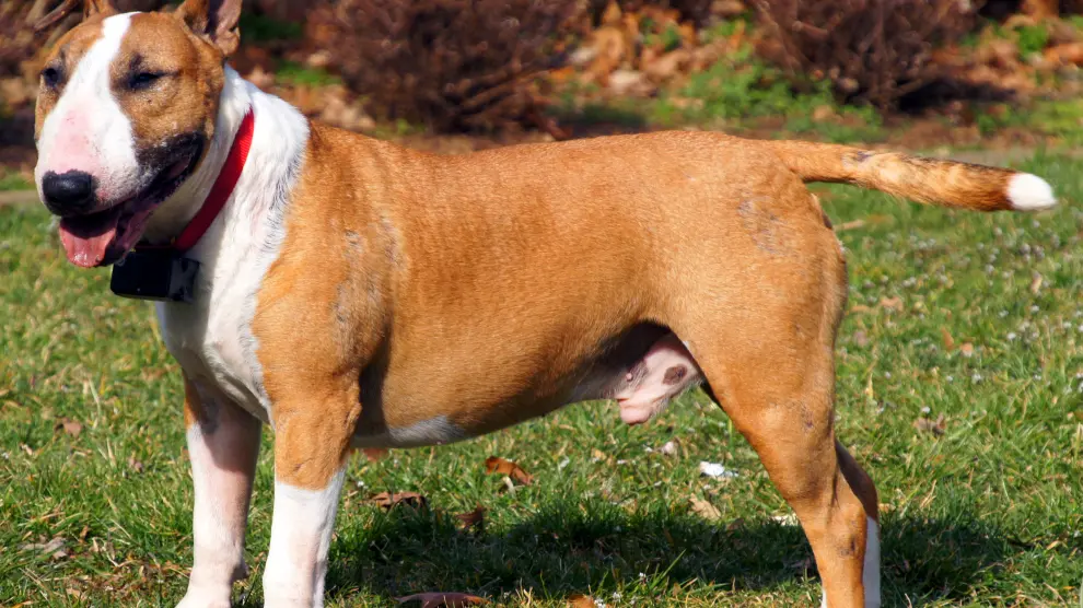 Los 'bull terrier' están considerados como raza potencialmente peligrosa.