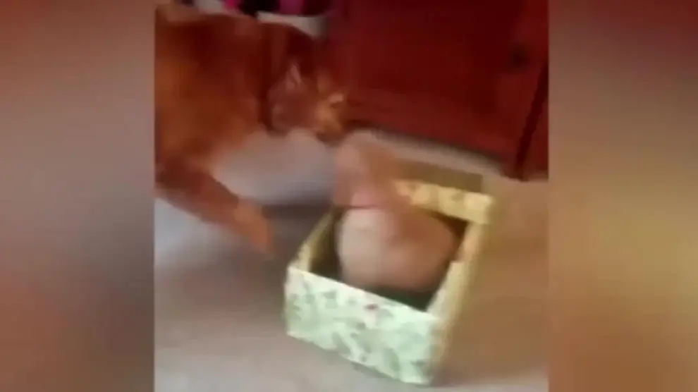 Este perro recibe el mejor regalo de su vida