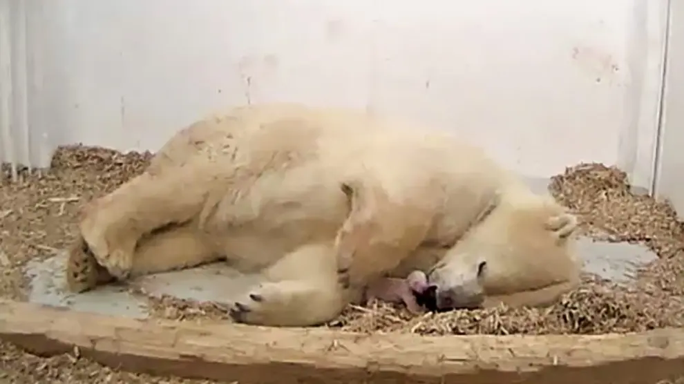 Osa polar del zoo de Belín