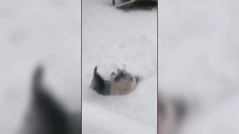 Este panda disfruta como nunca jugando en la nieve