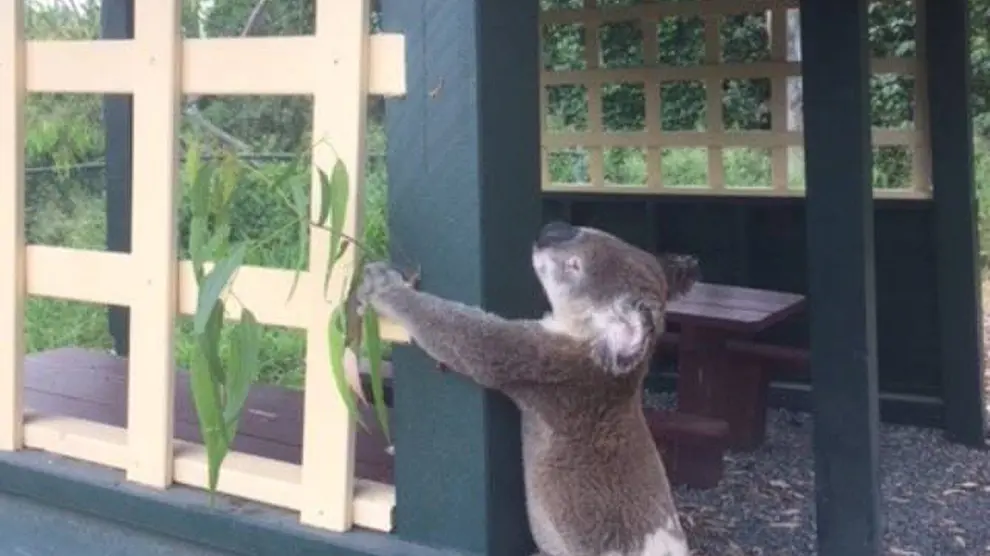 El koala en el poste atornillado
