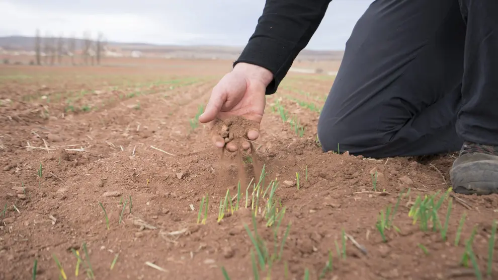 Cultivo de cereal afectado por la sequía en la provincia de Teruel.