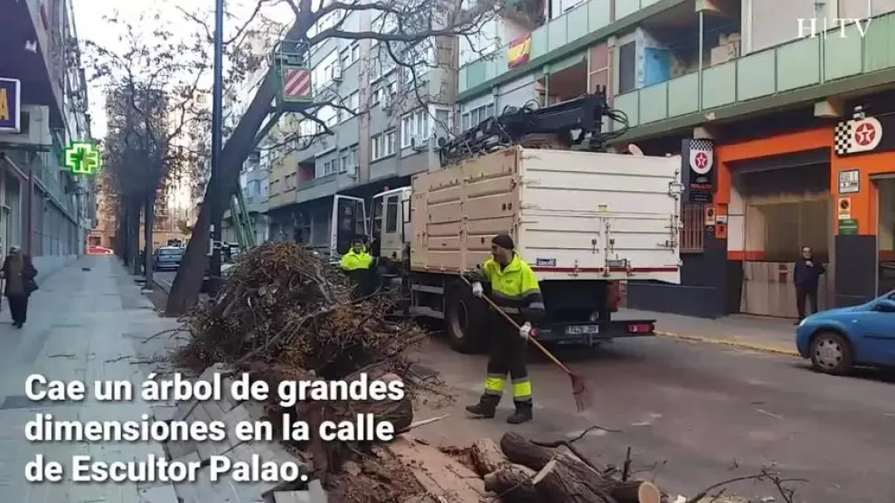 Dos vehículos y una fachada dañados tras caerse un árbol en Delicias