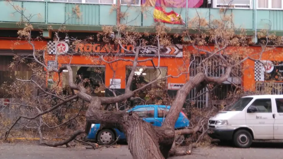 Caída de un árbol en la calle de Escultor Palao 