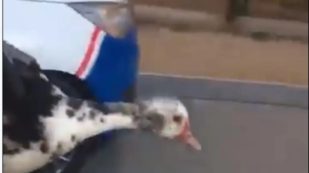 El pato desorientado en Cesáreo Alierta al que un policía  devolvió a su  hábitat natural