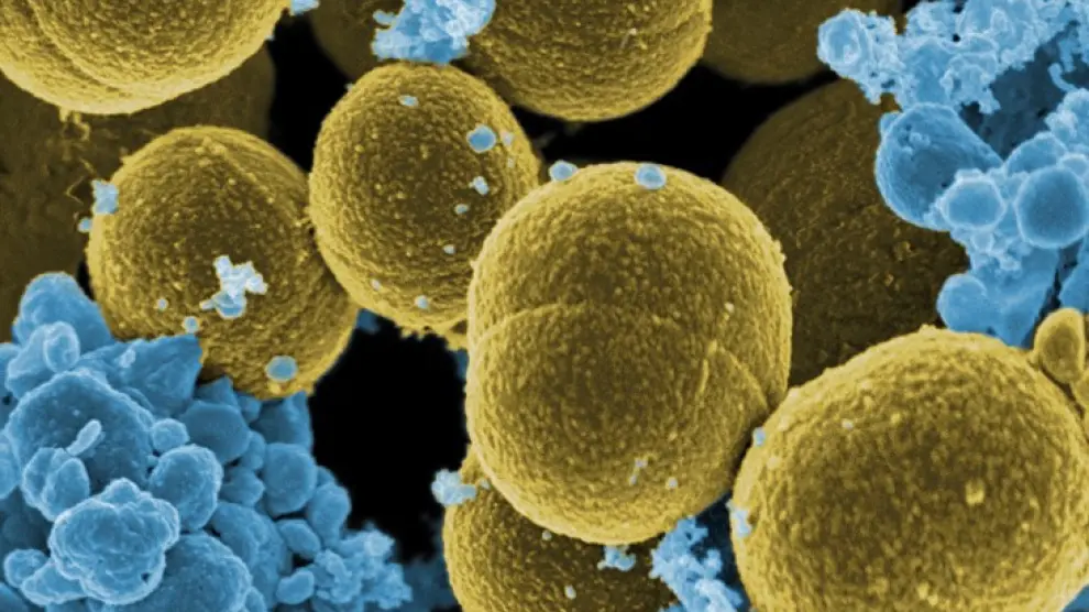 Staphylococcus aureus huyendo de leucocitos humanos.