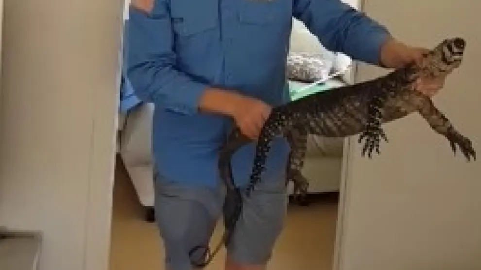 El cazador de reptiles muestra el gran lagarto tras capturarlo debajo de la cama.