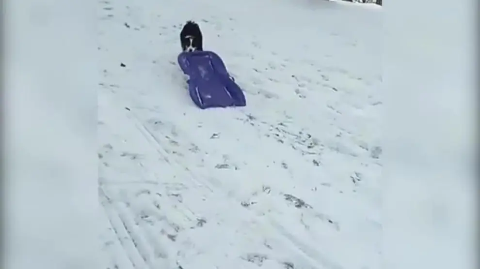 Disfrutar como... ¿perro en la nieve?