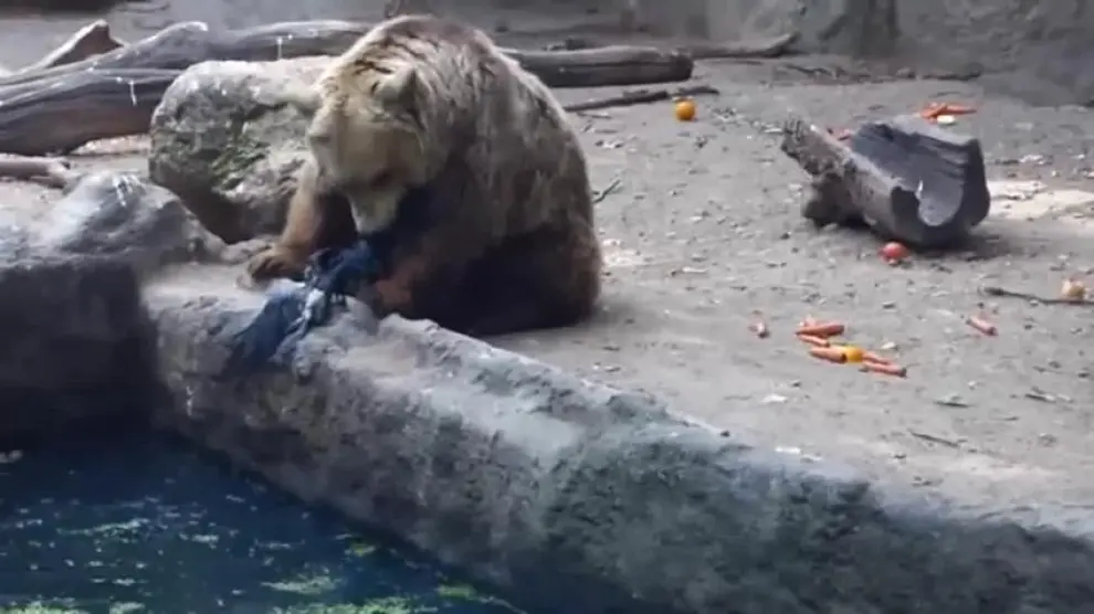 Un oso salva a un cuervo de una muerte segura