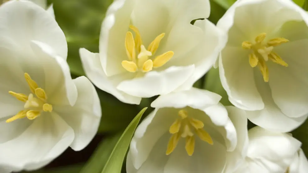 Tulipanes blancos.