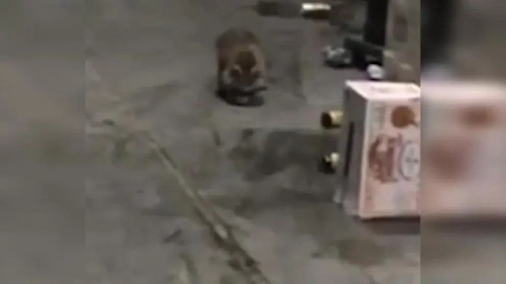 Un mapache se cuela en una fábrica de cervezas y acaba borracho