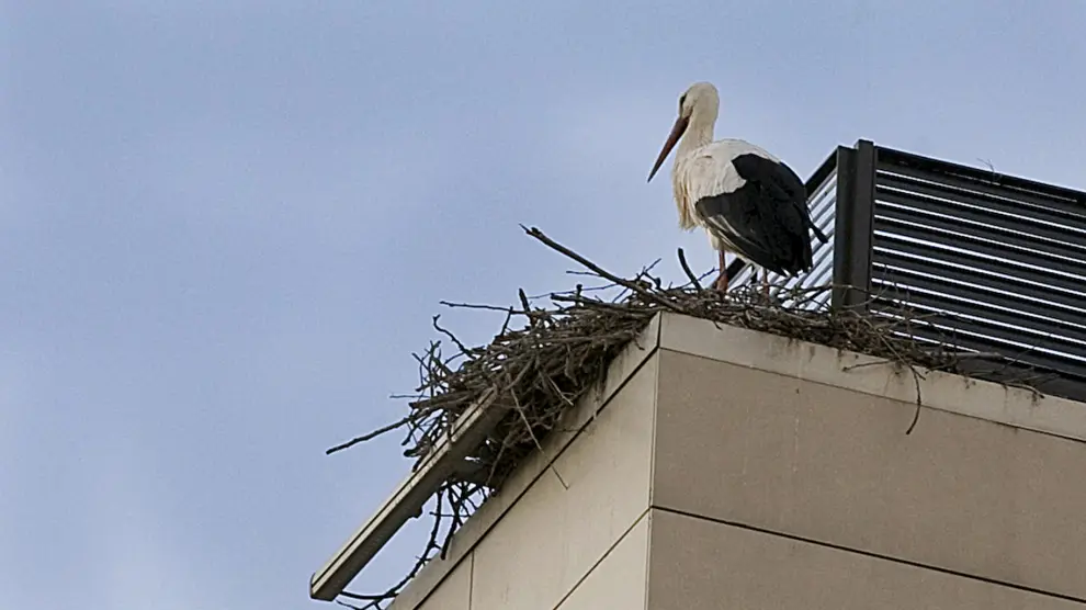Los nidos ponían en riesgo algunos bienes patrimoniales de Calatayud.