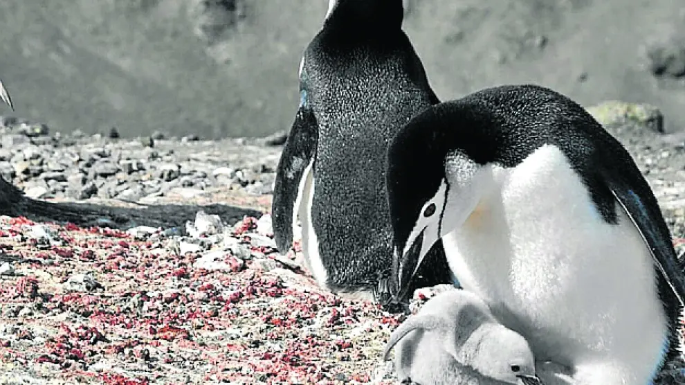 Unos simpáticos pingüinos en la Antártida.