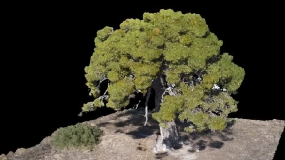 Los árboles monumentales singulares de Aragón, en 3 dimensiones