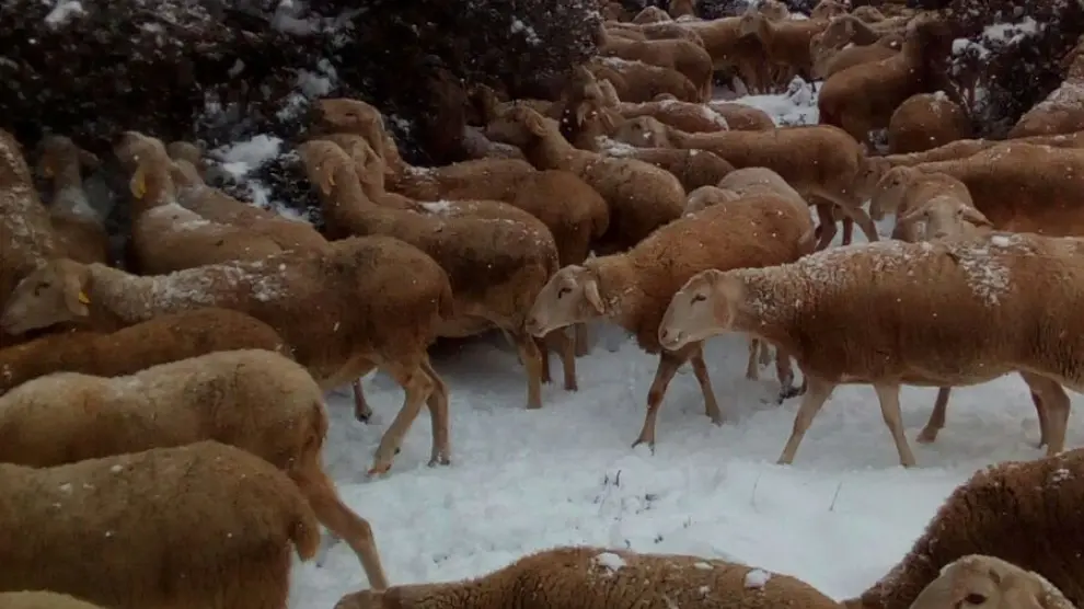 un rebaño de ovejas busca alimento en Argente en los árboles y arbustos cubiertos de nieve