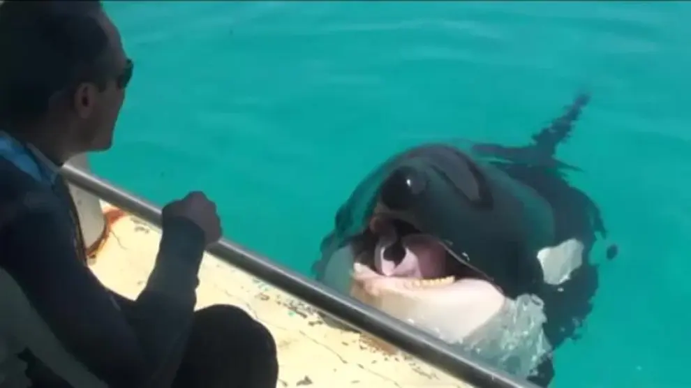 Esta orca dice "hola" en un perfecto inglés