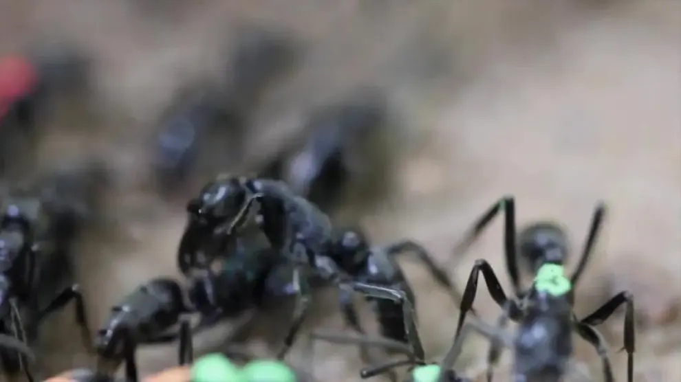 Las hormigas Matabele atienden y curan a sus heridos