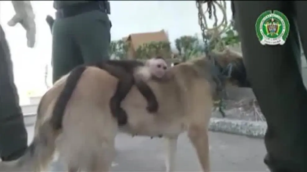 Una perra adopta a un mono capuchino en Colombia
