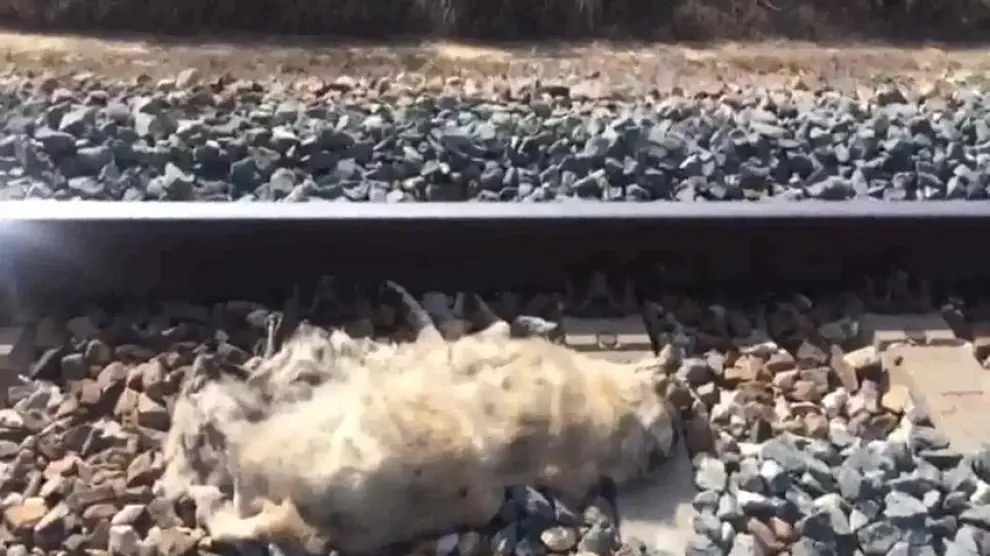 Aparecen 20 perros muertos atados a la vía del tren en Sevilla