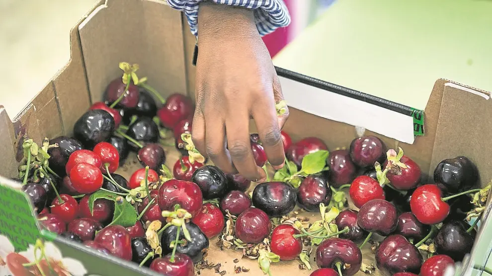 Una niña coge cerezas del programa de consumo del pasado año en un colegio de Zaragoza.