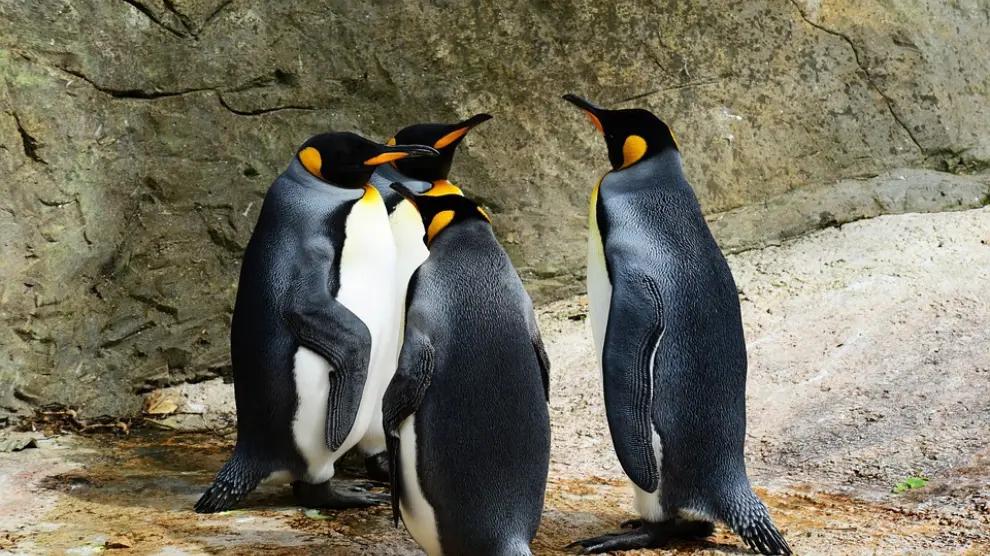 Las parejas de pingüinos rey solo se reproducen y crían a su descendencia en islas del Océano Antártico.