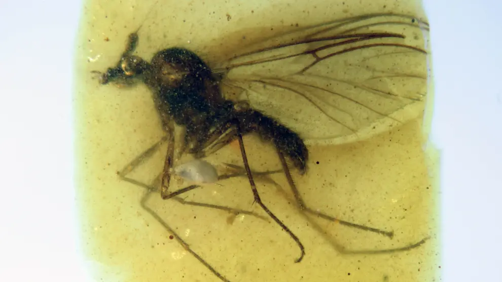 Imagen a través de microscopio de uno de los ejemplares descubiertos en San Just