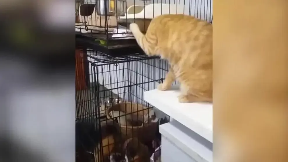 El trabajo en equipo entre un perro y un gato que se ha convertido en viral
