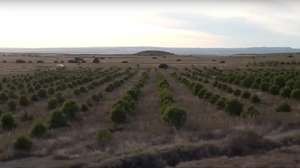 La reforestación en Los Monegros, un proyecto hecho realidad